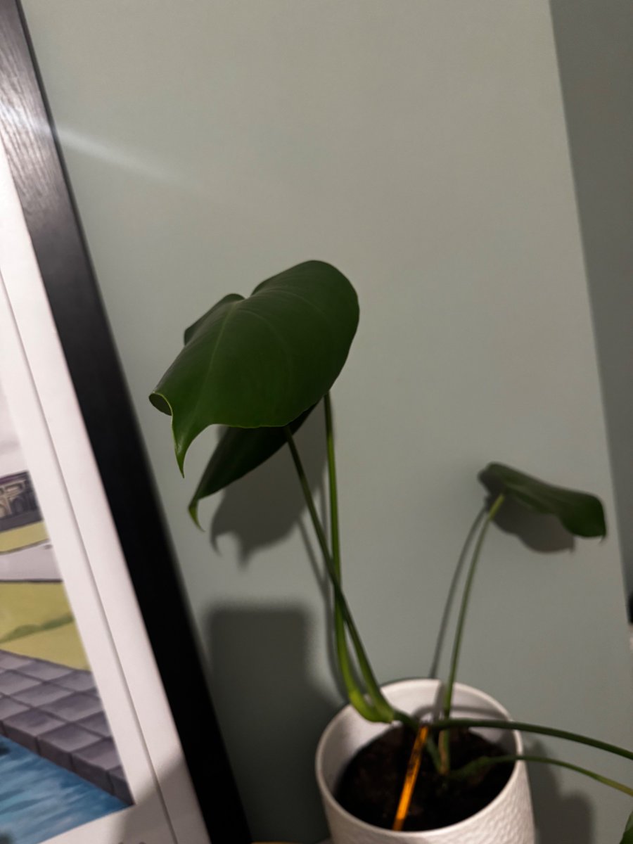 🌱 🍉 tweet media