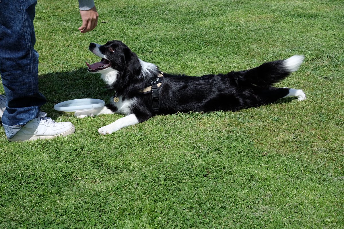 one leaf(わんちゃん)｜編み物Twitchパートナー🧶 tweet media