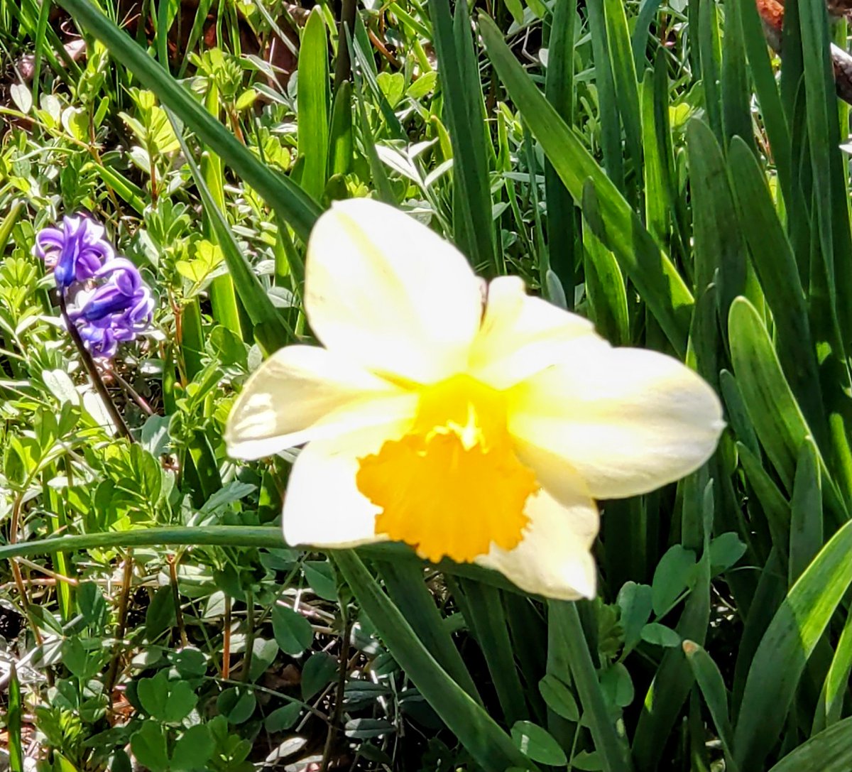 日差しを浴びて透き通るようは透明感
パワーを感じます☺