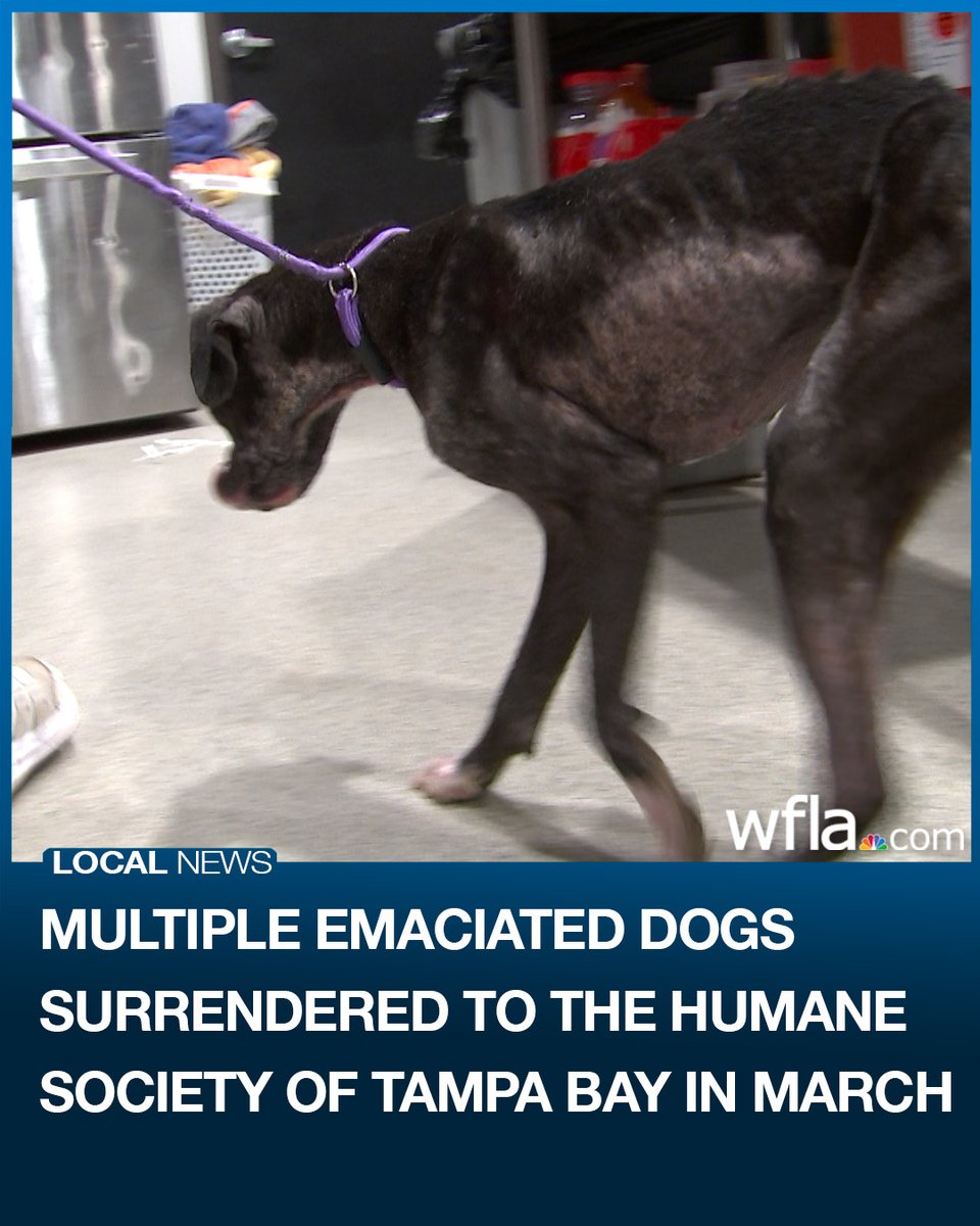 WFLA NEWS tweet media