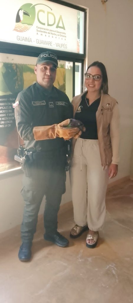 PoliciaVaupes's tweet image. Atención oportuna en #Mitú permitió a @CarabinerosCol rescatar un loro Amazona farinosa.

El ejemplar fue entregado a la autoridad ambiental y trasladado por la #CDA para su valoración y reubicación, garantizando su bienestar.

#ProtecciónAnimal 
#S2D
