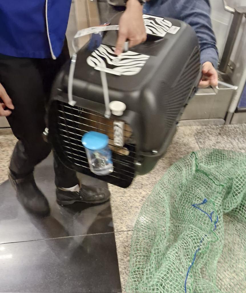 青うとん tweet media