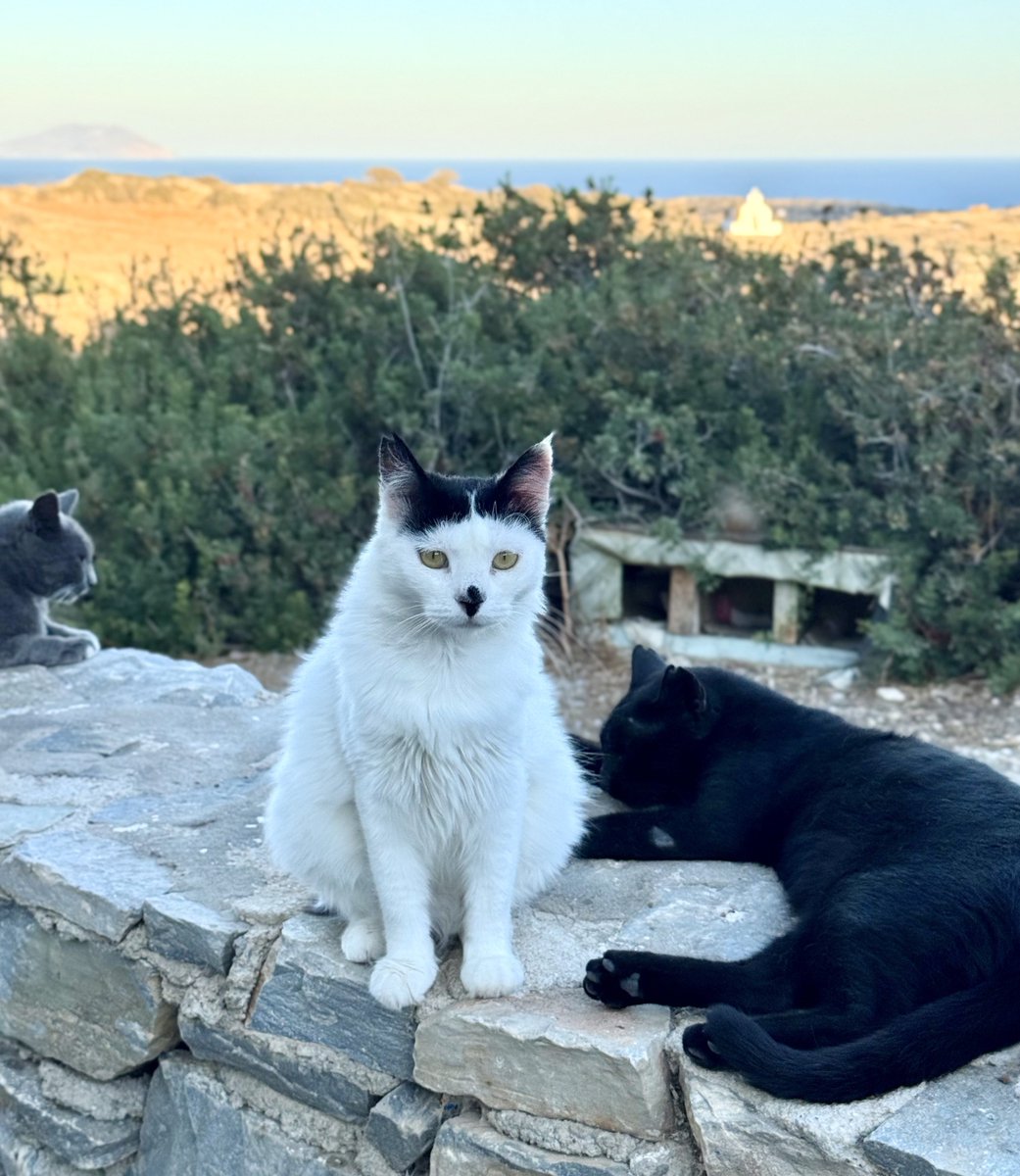 Cats of Iraklia tweet media