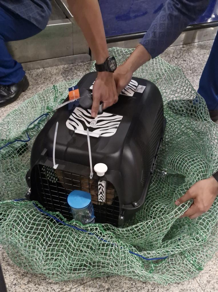 青うとん tweet media