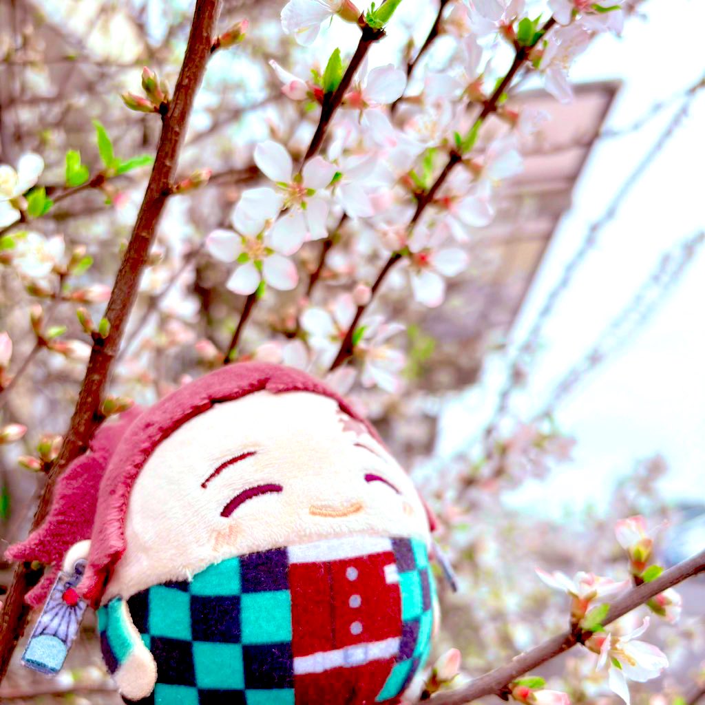 とまと🐙次回西へ!! tweet media