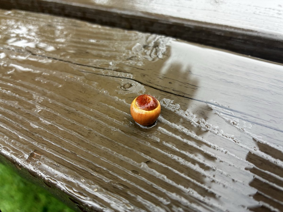 これは
長男６歳君がみつけた
雨に濡れたかわいいドングリ