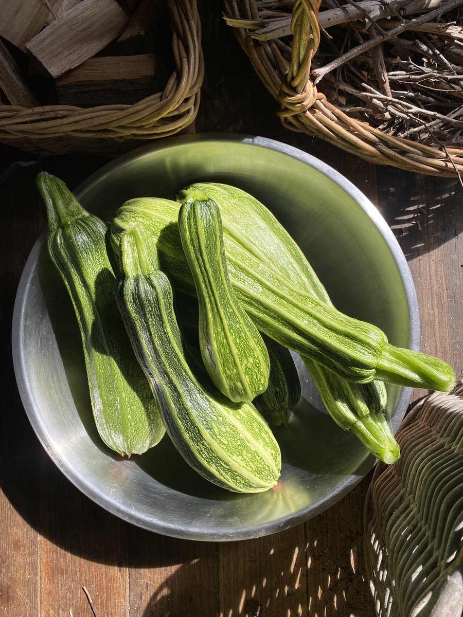 Zucchini harvest season… Better late than never. This lot have now become a triple batch of pickles with mustard, dill, and onion. Recipe is in my cookbook.

Costata Romanesco are my favourite zucchini to grow. Even at this giant size they are still tender and full of flavour.