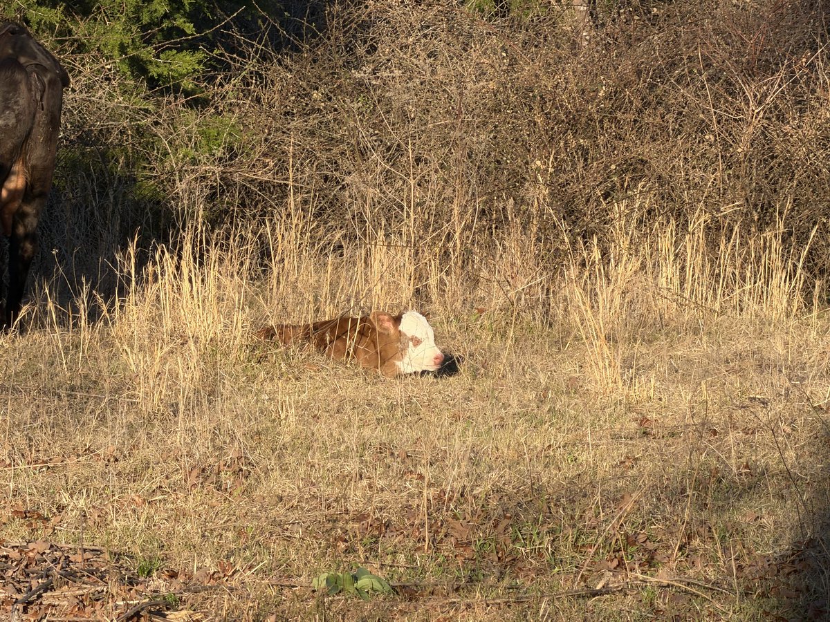 Jason Springer tweet media