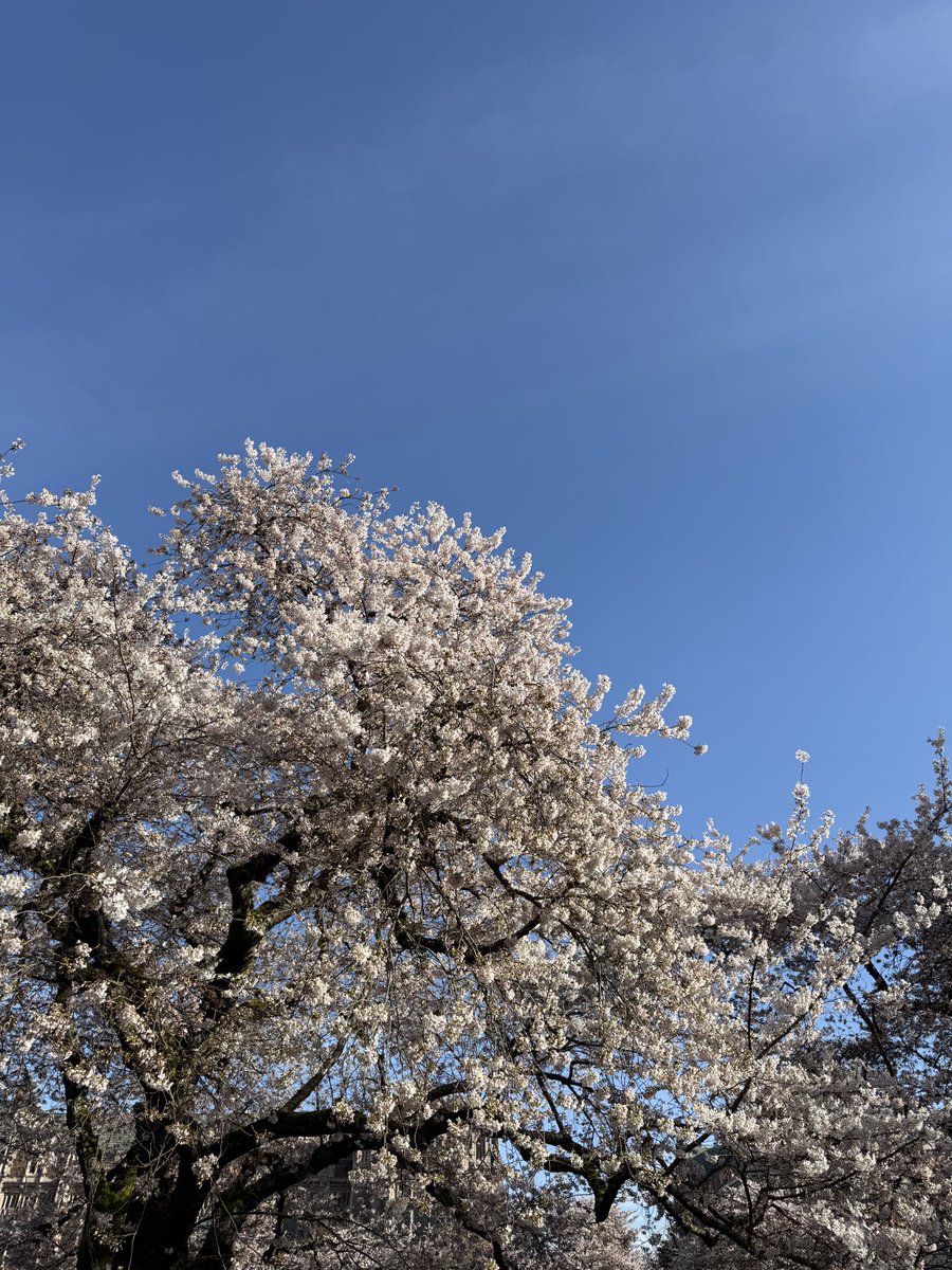 Aiden Bai tweet media