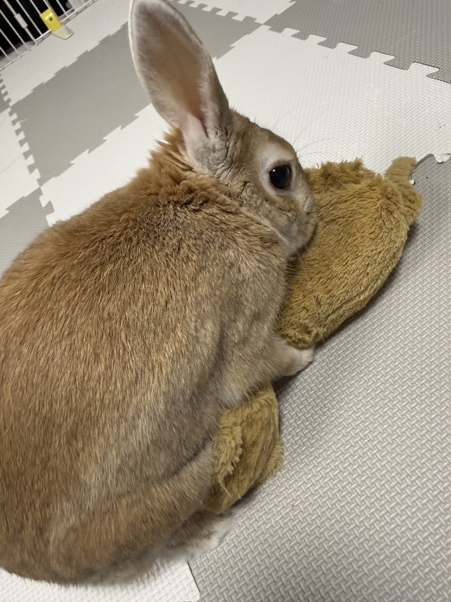 仗助🐰とAndy😛 tweet media