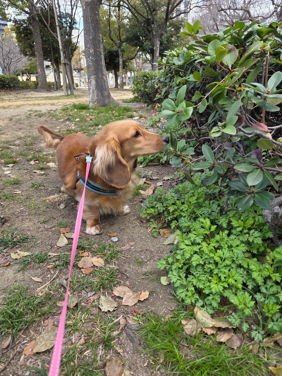 リ～くん歩くよ～…ﾄﾎﾞﾄﾎﾞ tweet media