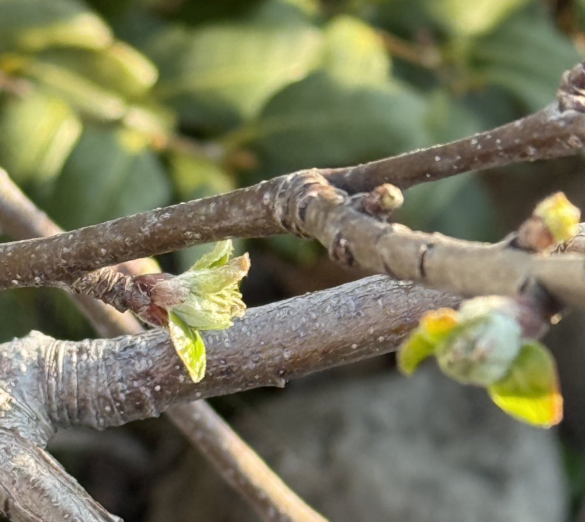 果樹栽培が大好き tweet media