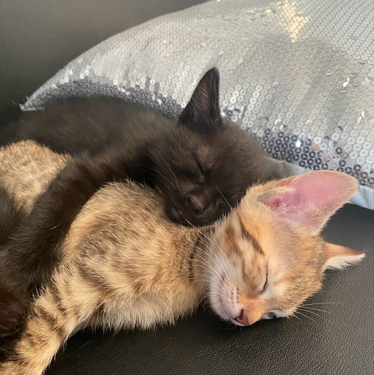 daily cats ♡ tweet media