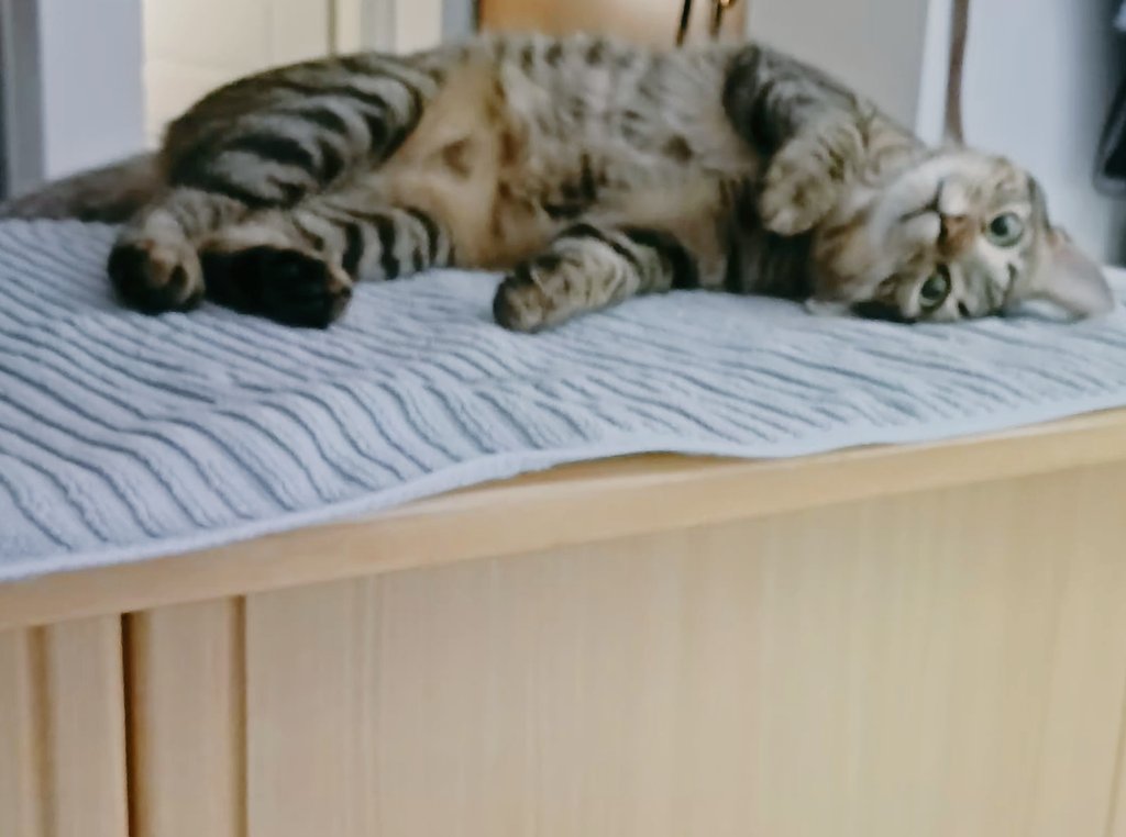 Jason Papazoglou tweet media