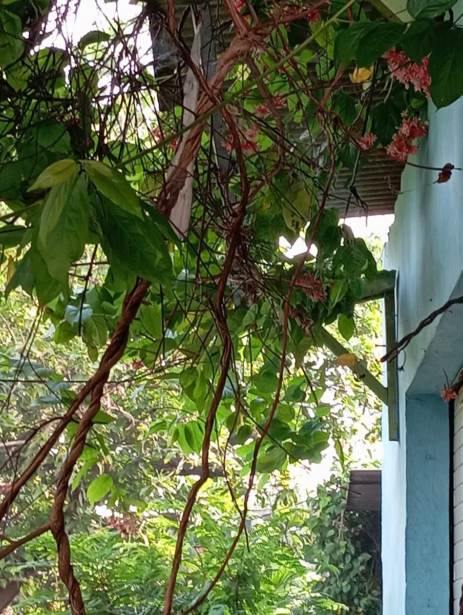 Leticia 🪷🌸💮🌷🏵️🪻🌻🌼🌹🌱 tweet media