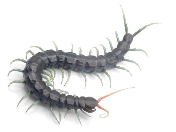 Bug Bug bugs■3/28、29 ナゴレプ tweet media