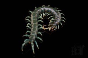 Bug Bug bugs■3/28、29 ナゴレプ tweet media