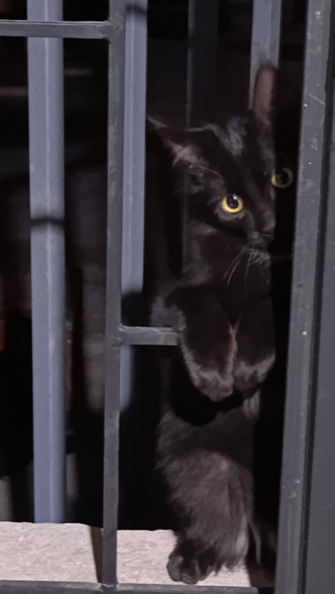 ☆Ginger☆ BUZÓN DE CUMPLEAÑOS 🥳 tweet media