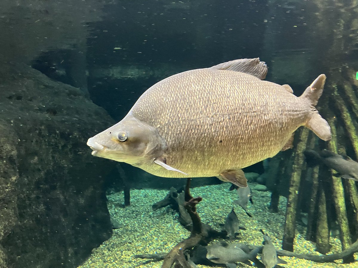 どぶりあ tweet media