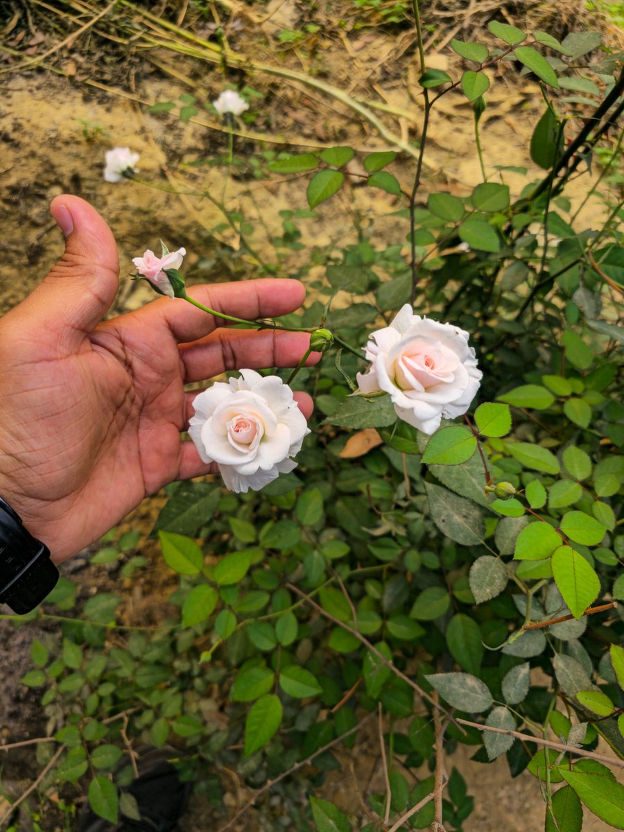 Tarun Pandey (तरुण पाण्डेय) tweet media