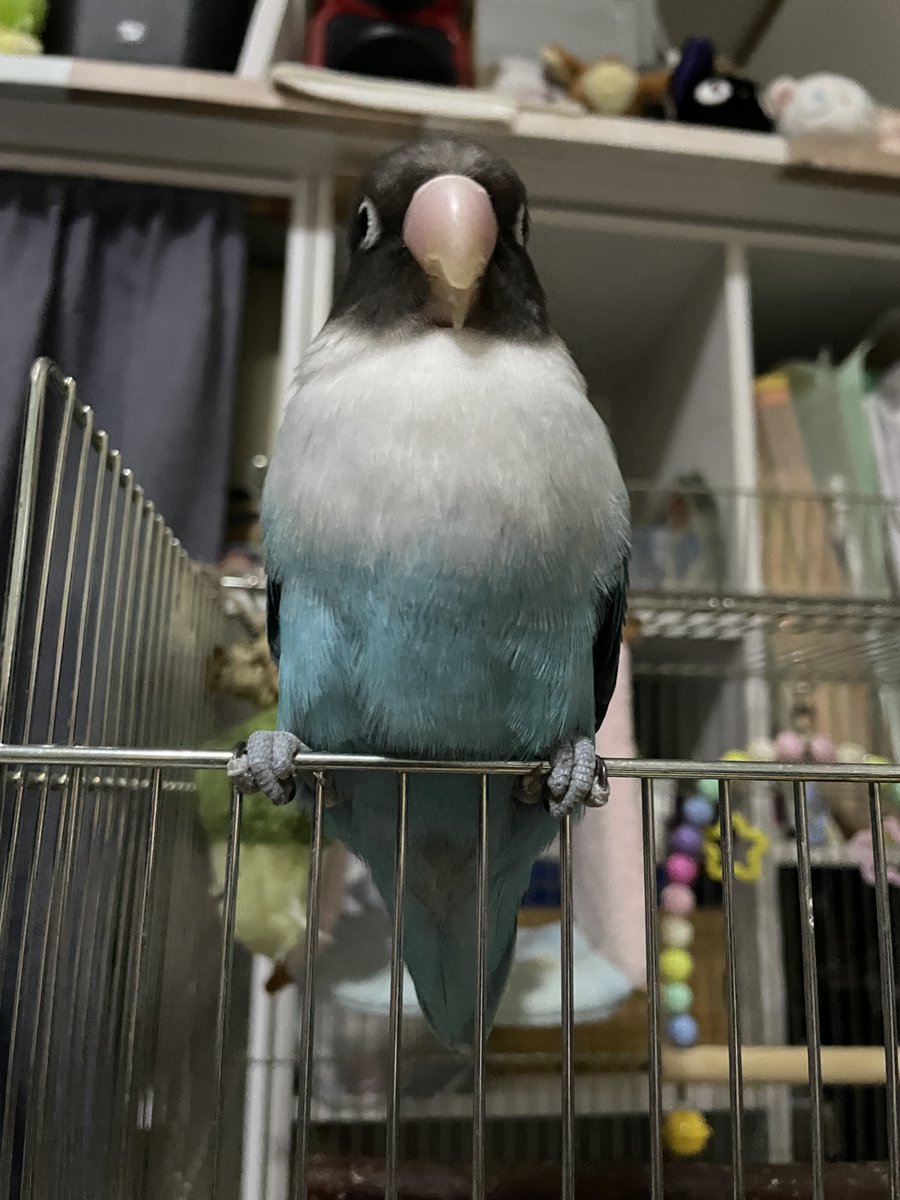 認定NPO法人TSUBASA -新施設クラファン達成しました！- tweet media