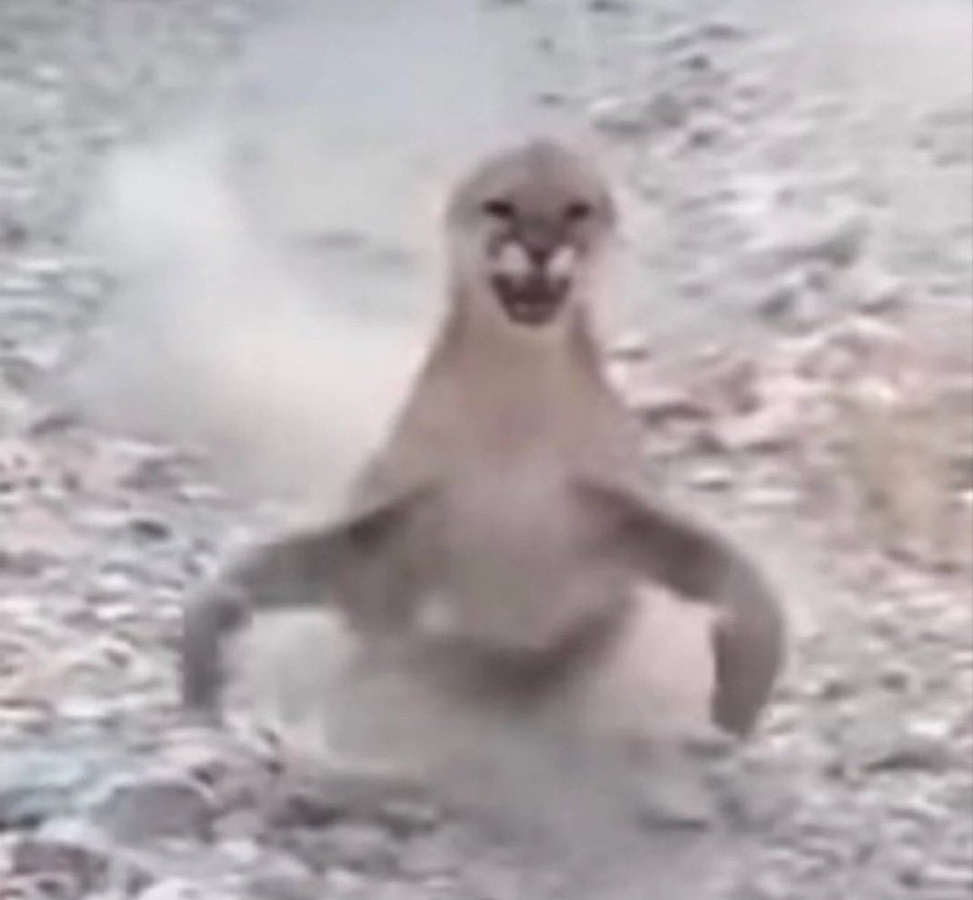 nightnaux tweet media