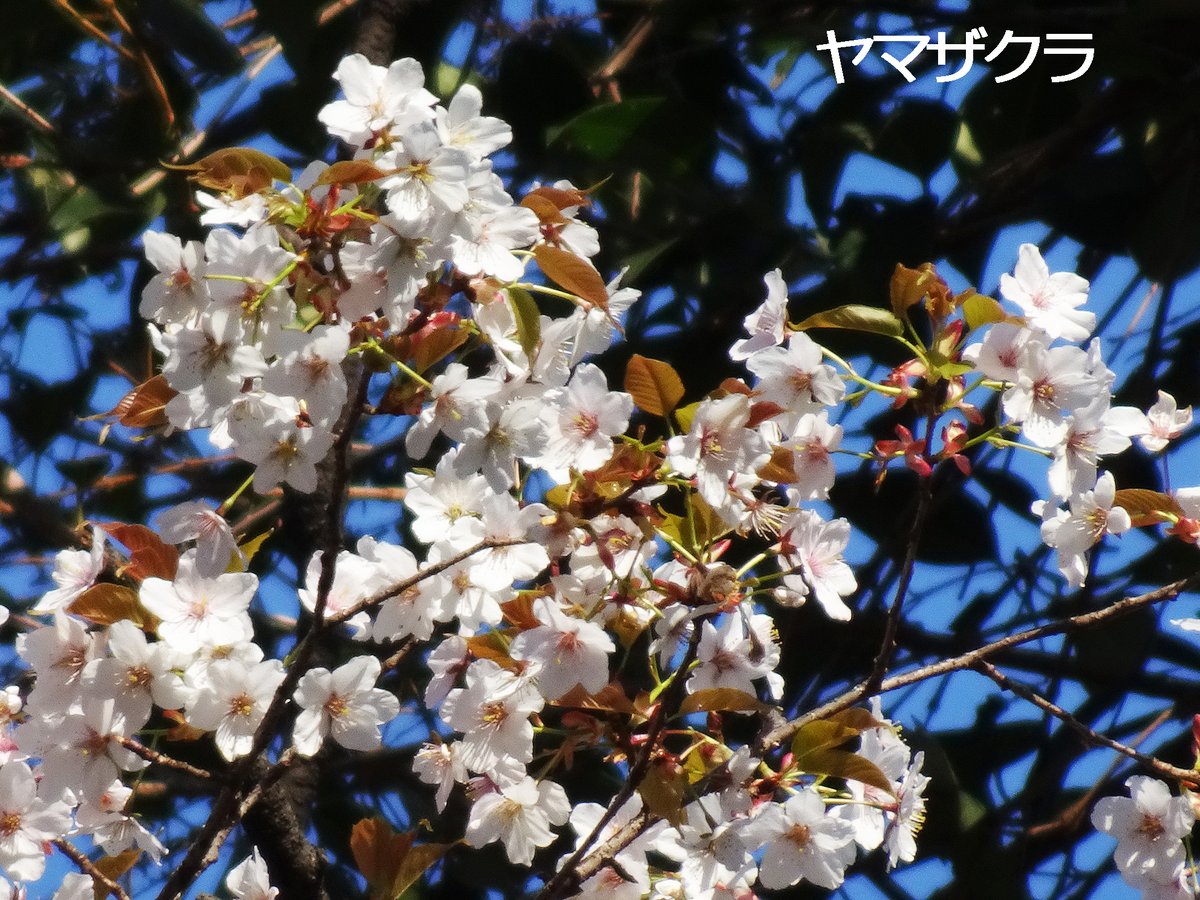 新宿御苑　自然情報 tweet media