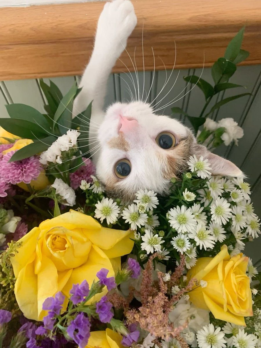 Purely Green tweet media