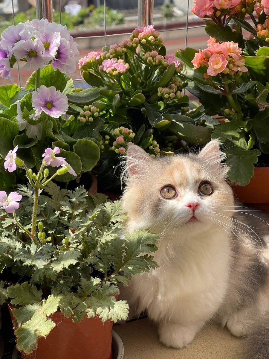 Purely Green tweet media