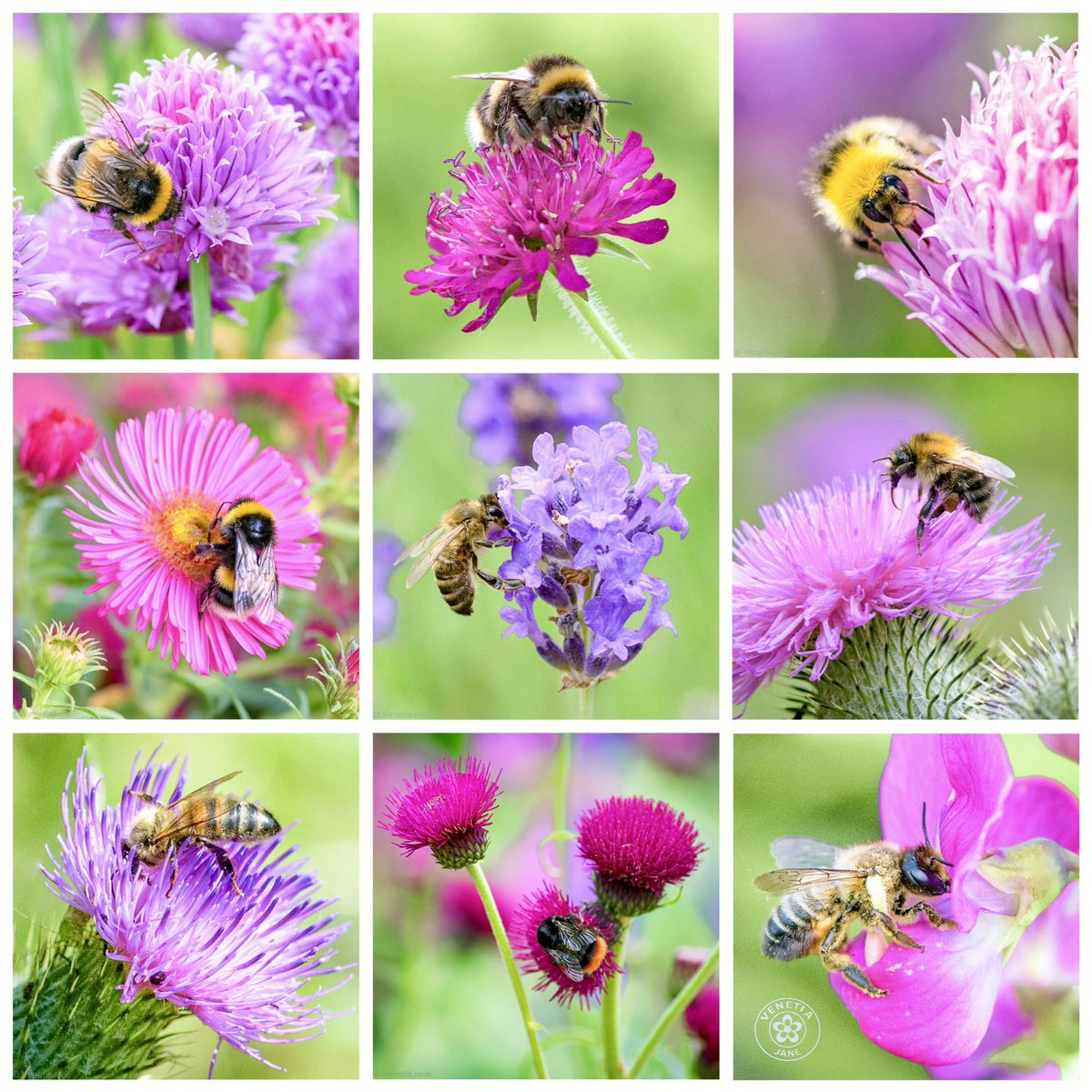 VenetiaJane's Garden tweet media