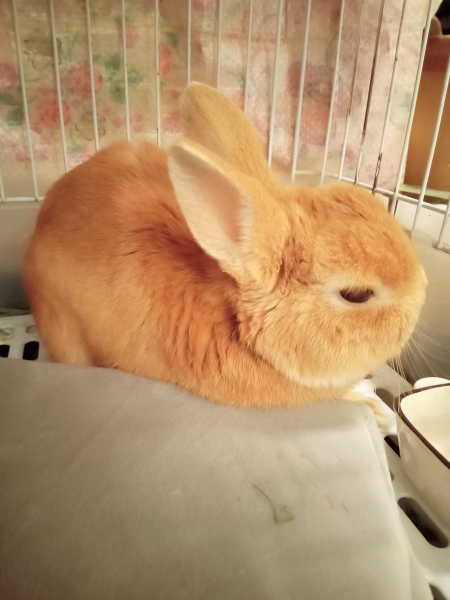 イケメンうさぎの『きのこ』 tweet media