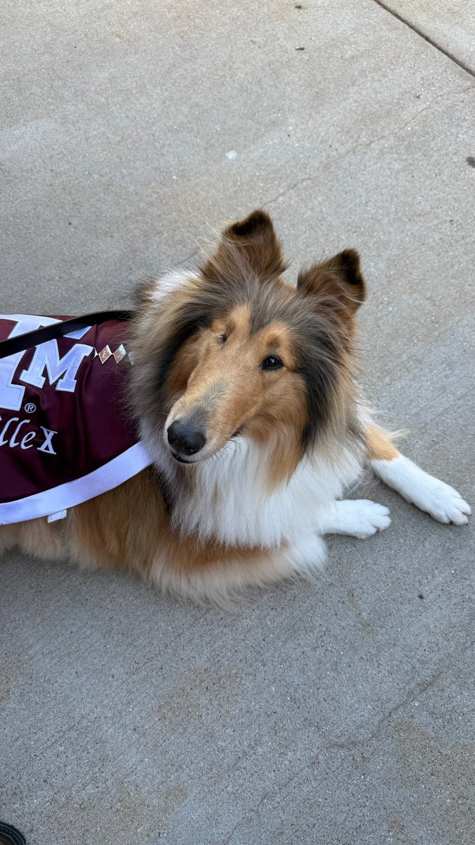 Reveille X tweet media