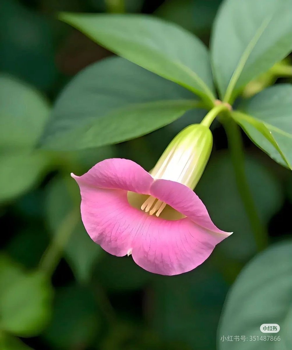 Amazingine tweet media