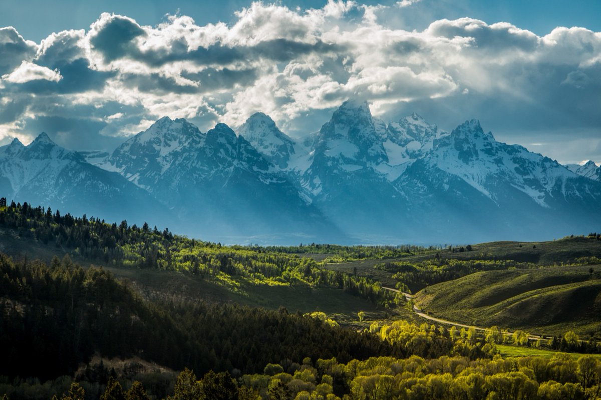 Purely Green tweet media