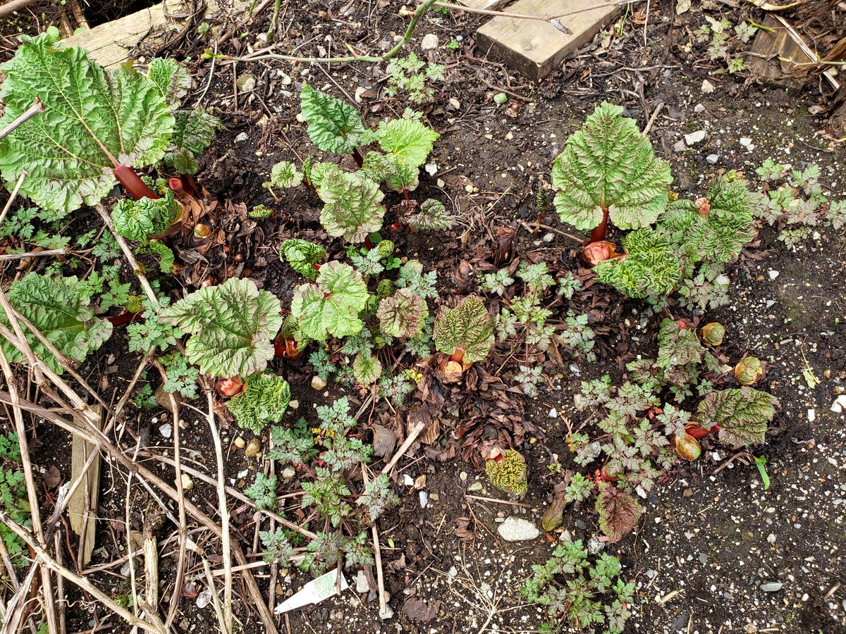 Rhubarb has sprouted. That means it's spring and gardening season is upon us. 👍