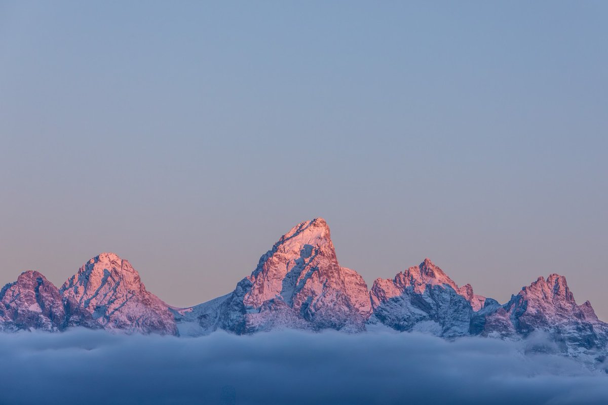 Purely Green tweet media