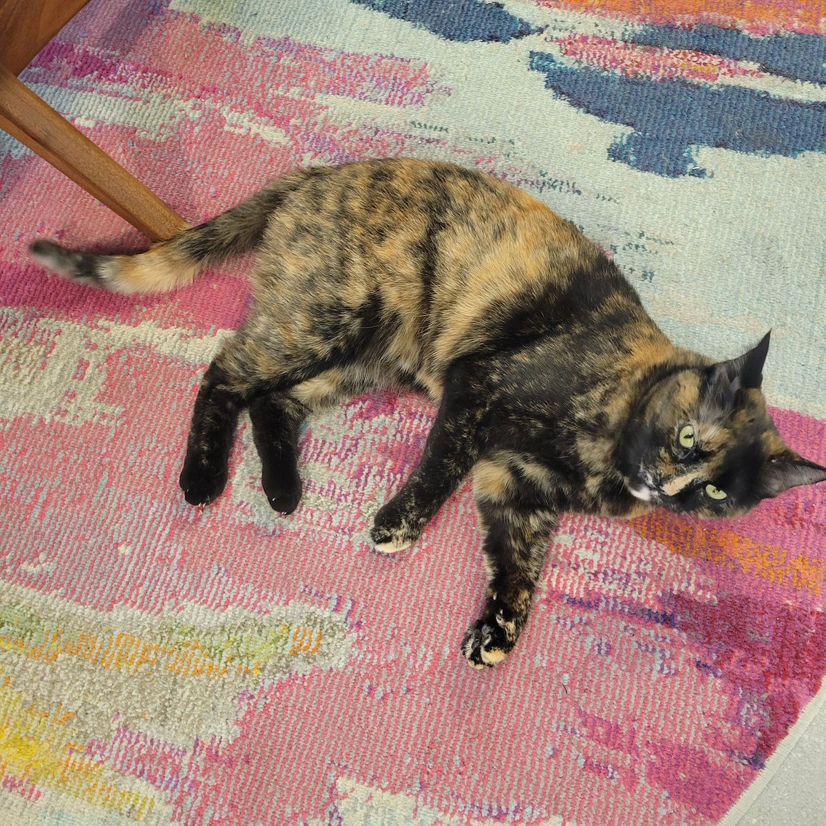 Slinky The Replicant 🦈❌♠️🏴‍☠️⚛️🏁🇺🇸 tweet media