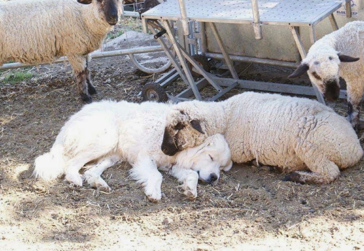 cale makar’s pr manager tweet media