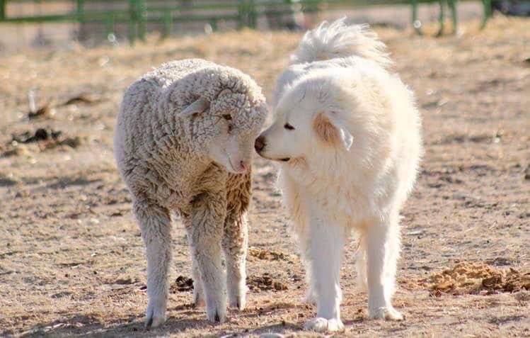 cale makar’s pr manager tweet media