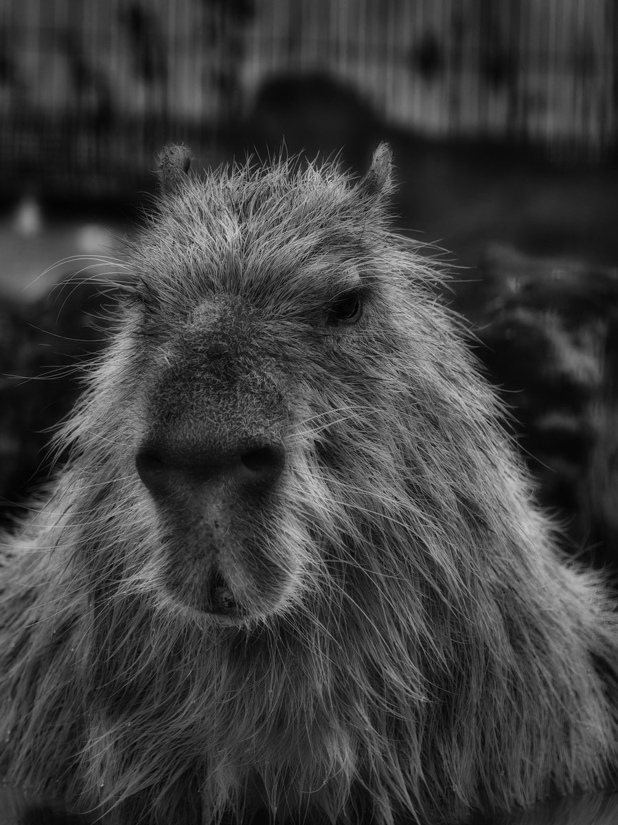 2025.12.10
ピースは色々滲み出てるから、モノクロにするともっと滲み出る。イケカピ
#ピースありがとう