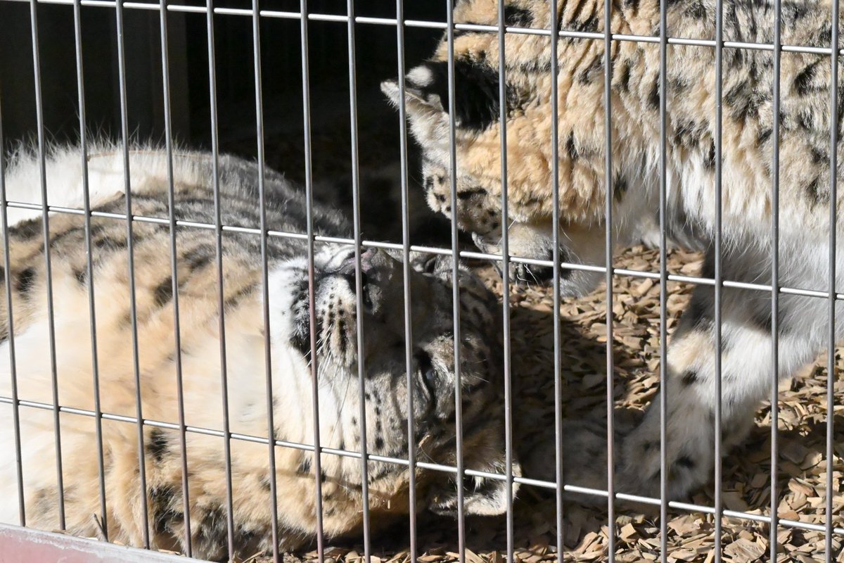 たまこ tweet media