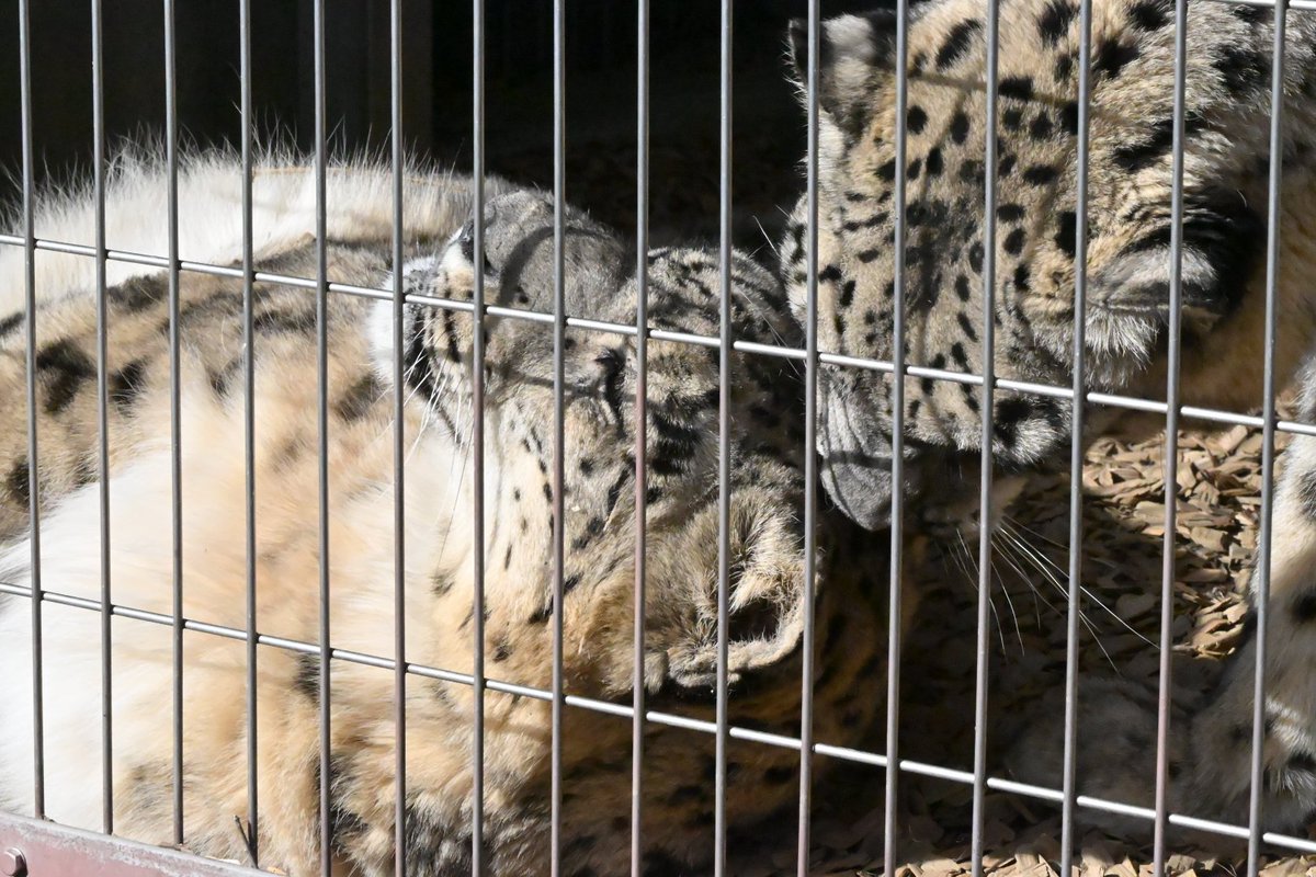 たまこ tweet media