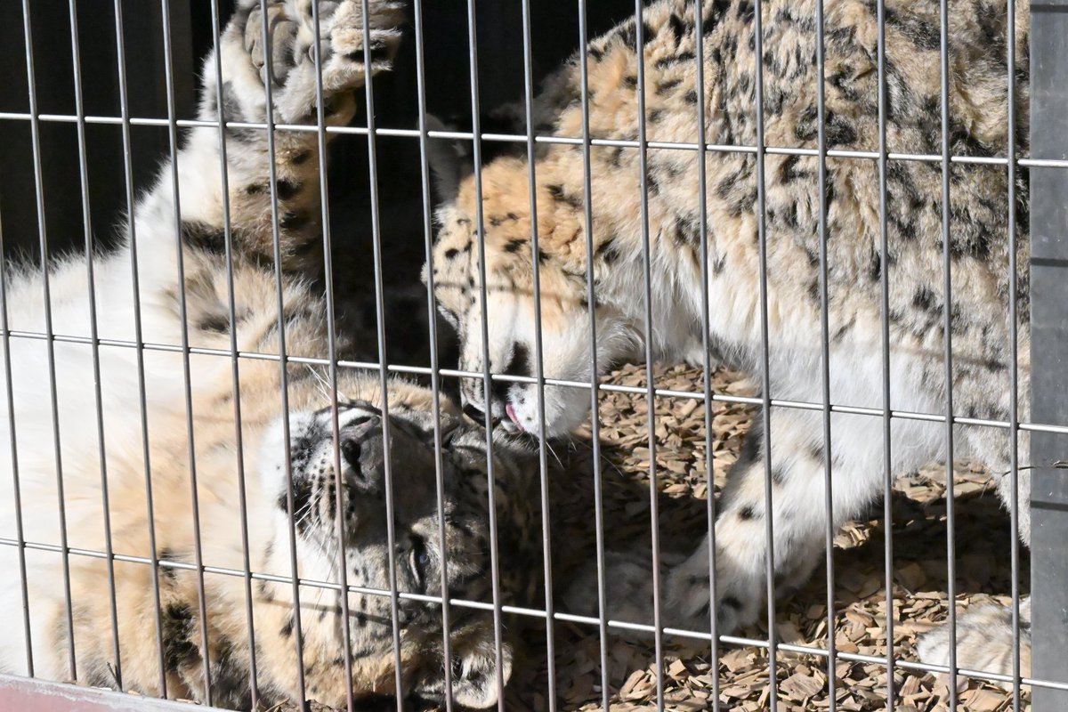 たまこ tweet media