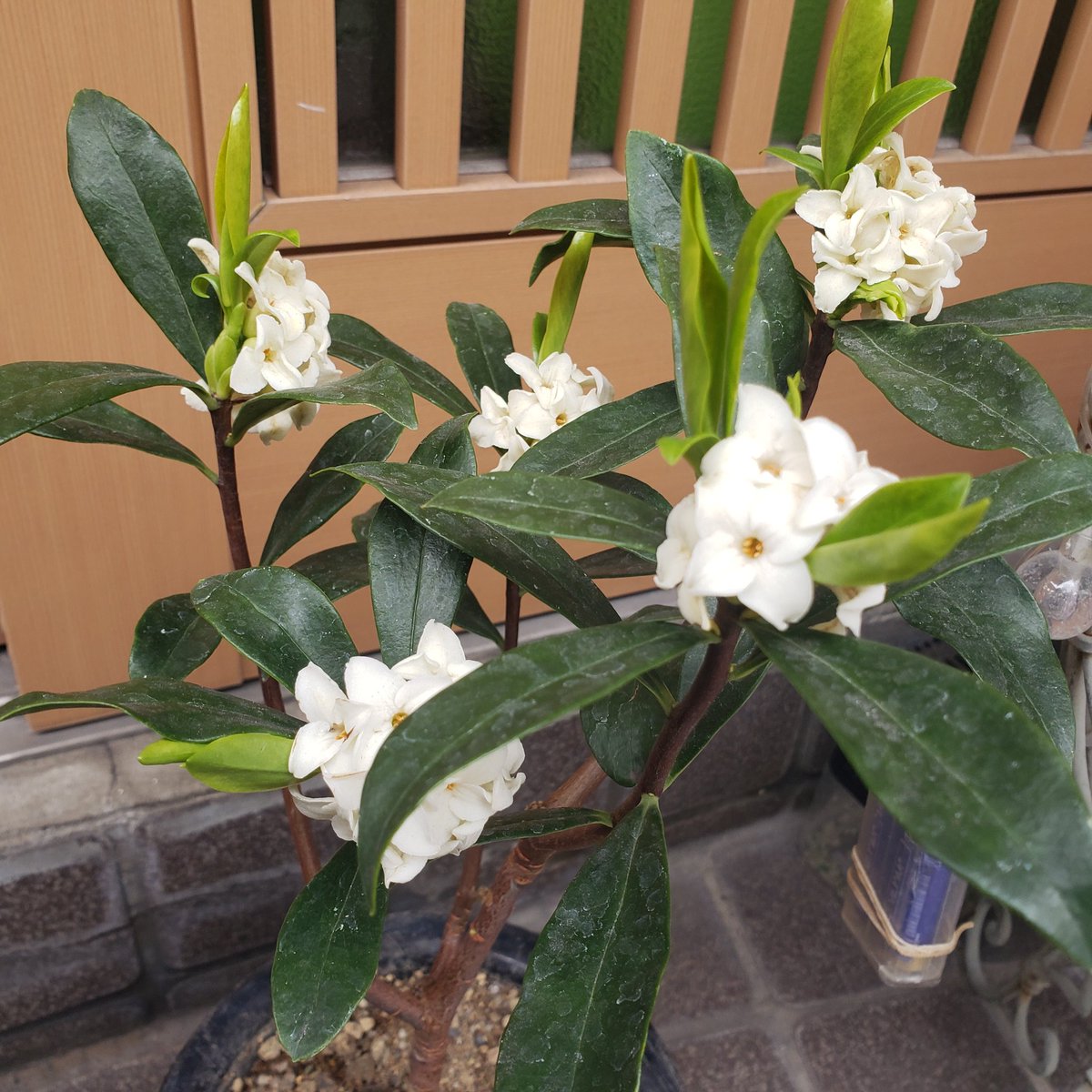 mitsu_akira's tweet photo. ホームセンターで出来心で沈丁花をお迎えしたのですが、可愛く咲きました。良い匂いです。 https://t.co/rLGYN72hTk