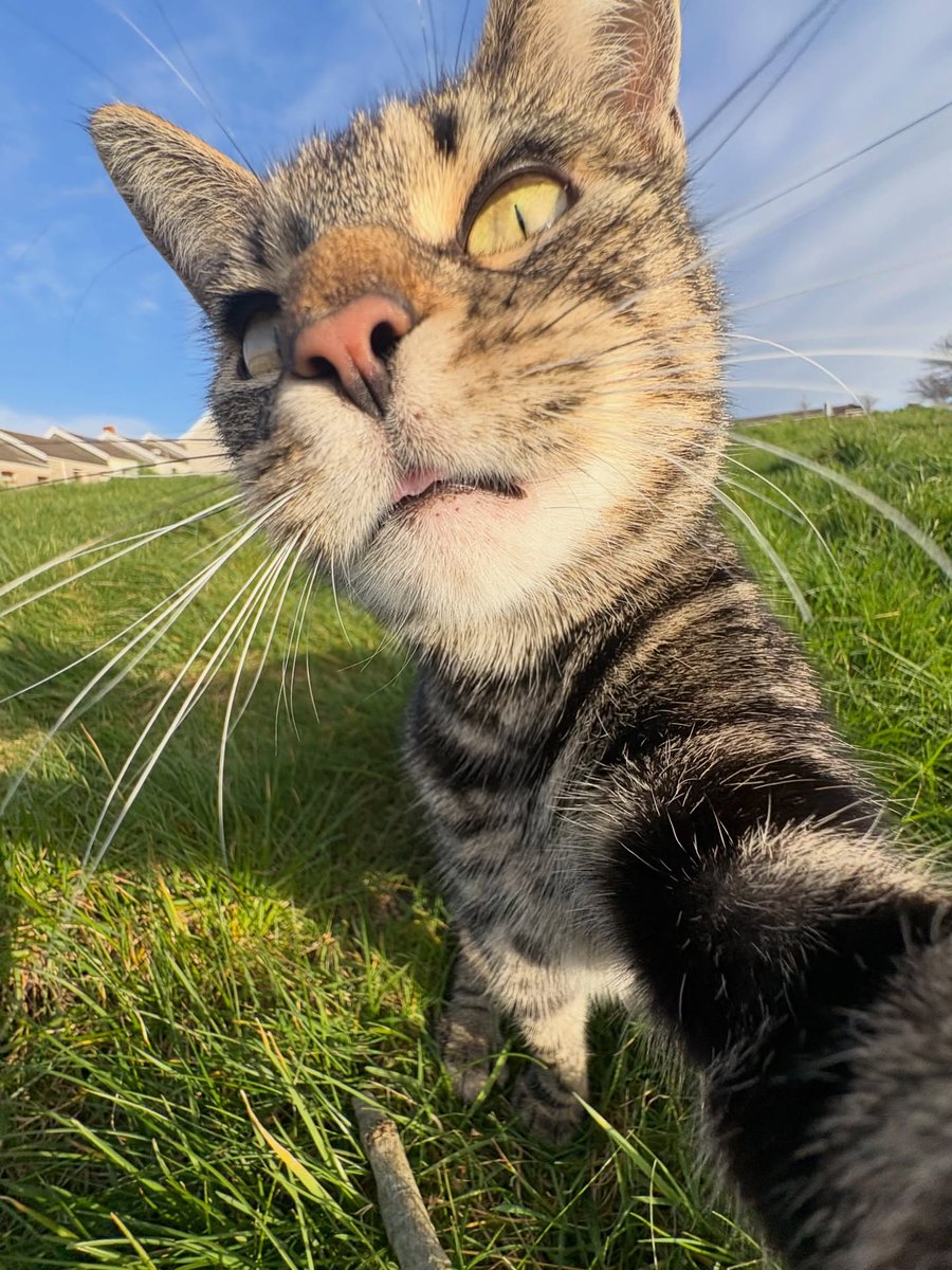 Purely Green tweet media