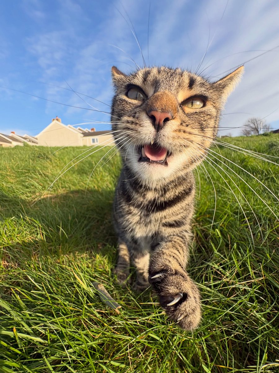 Purely Green tweet media