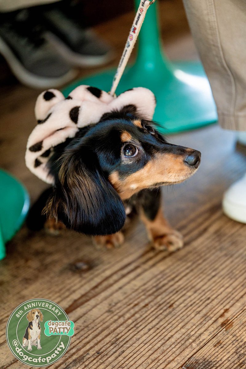 DogCafePatty's tweet photo. お客様紹介　ダックスフンドの9ヶ月 https://t.co/Bb7LdupEJV