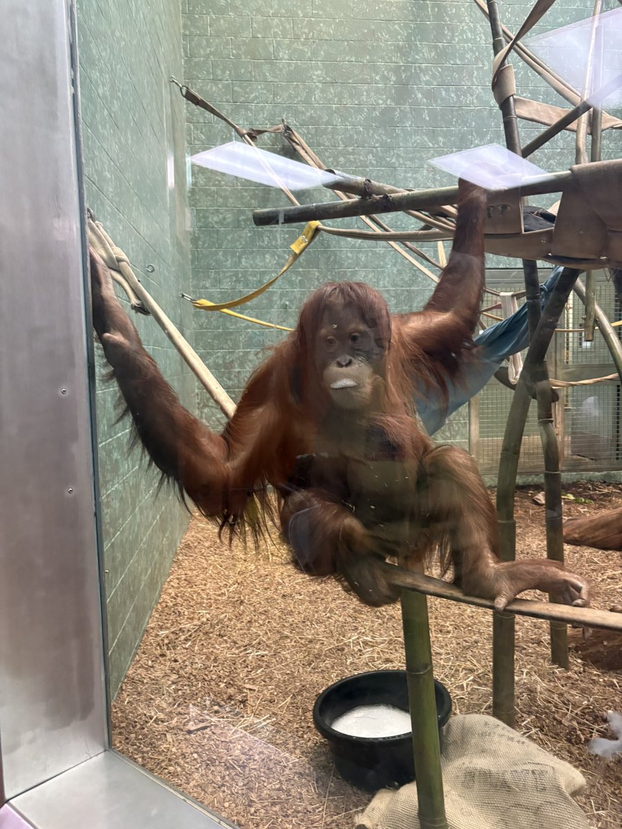 jade! 🐒 tweet media