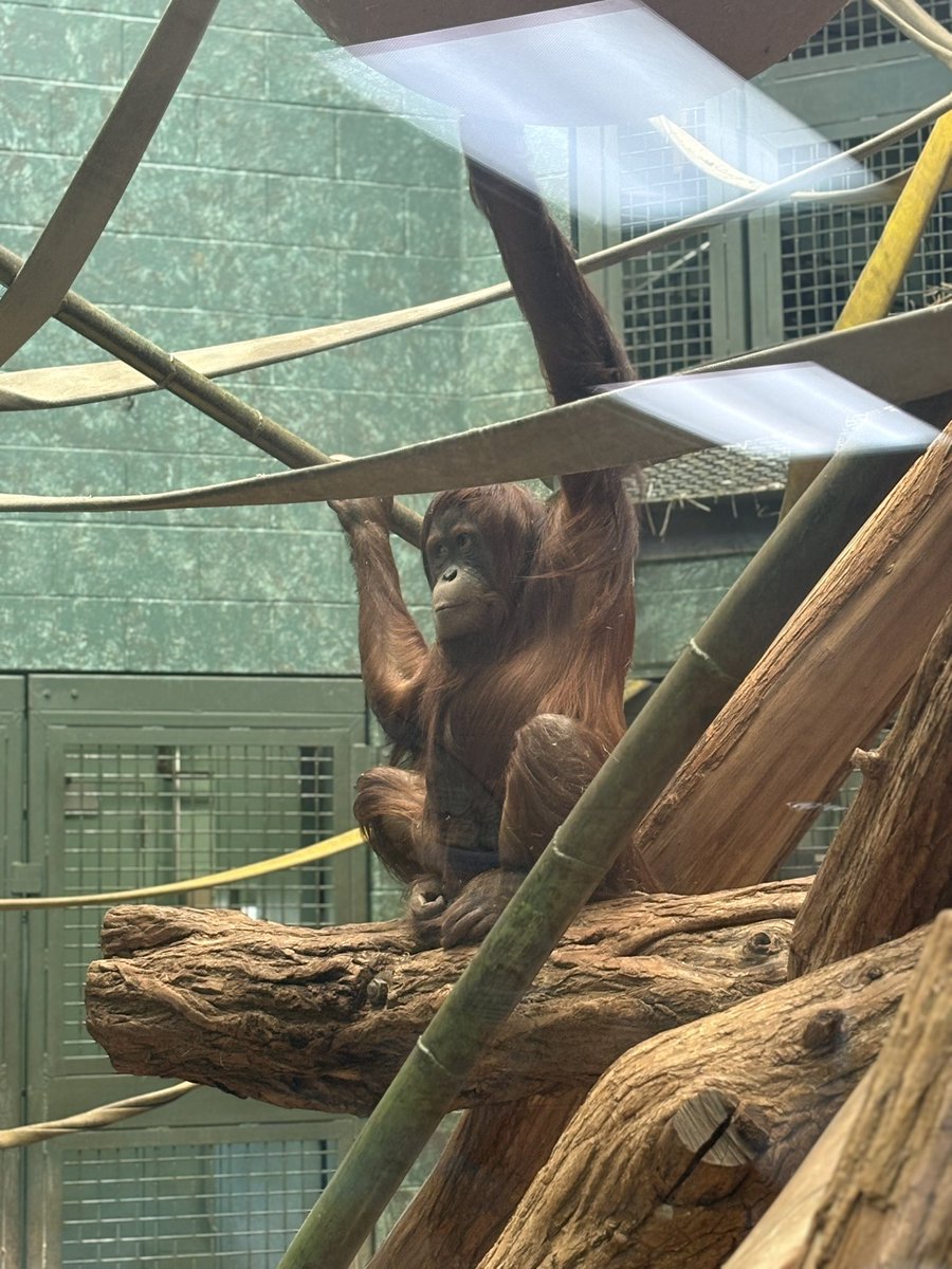 jade! 🐒 tweet media