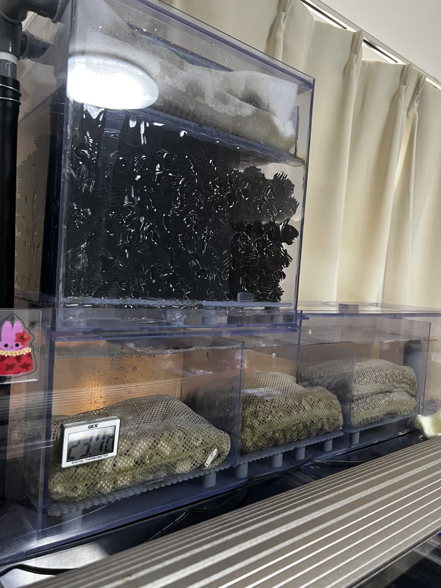 ねぎちゃん@アクアリウムあるある tweet media